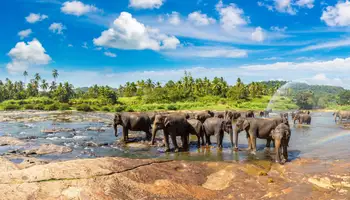 KANDY/PERDADENIYA/PINNAWELA/KANDY