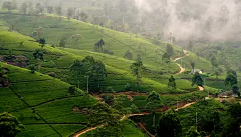 NUWARA ELIYA / COLOMBO