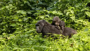 P N QUEEN ELIZABETH / P N BWINDI