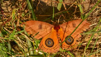 MACHU PICCHU PUEBLO / VALLE SAGRADO (CATARATAS DE ALLCAMAYO)