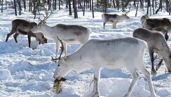 ISO SYÖTE: SAFARI EN MOTOS DE NIEVE Y GRANJA DE RENOS