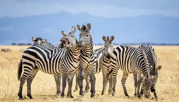 KARATU / P. N. TARANGIRE