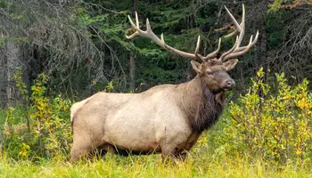 BANFF / LAKE LOUISE / BANFF (200 KM)