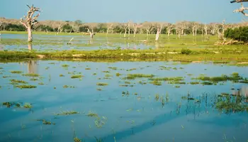 NUWARA ELIYA/ELLA/PARQUE NACIONAL YALA/TISSAMAHARAMA