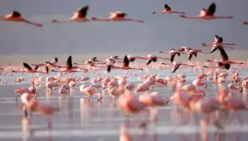 P. N. ABERDARE / P. N. LAGO NAKURU