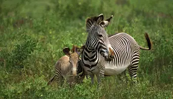 NAIROBI / R. N. SAMBURU