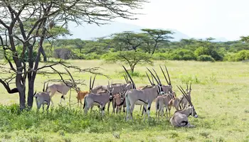 P. N. DE ABERDARE / R. N. SAMBURU