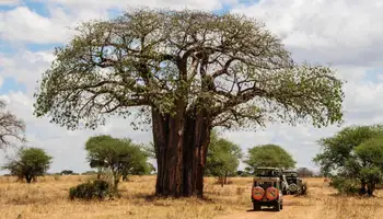 KILIMANJARO / ARUSHA / P. N. TARANGIRE