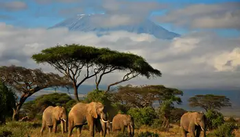 NAIROBI / P. N. AMBOSELI