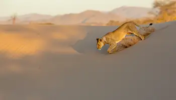 P. N. DE ETOSHA / TWYFELFONTEIN