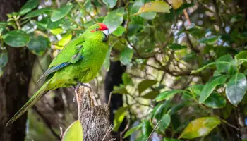 STEWART ISLAND (NATURALEZA EN ESTADO PURO)