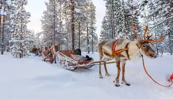 RUKA: SAFARI DE ANIMALES ÁRTICOS: HUSKIES Y RENOS