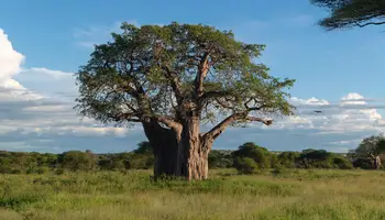 ÁREA DE NGORONGORO / P N TARANGIRE