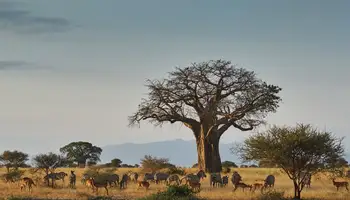 KILIMANJARO / ARUSHA / P. N. DE TARANGIRE