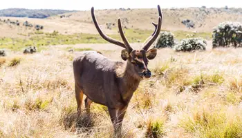 NUWARA ELIYA/PARQUE NACIONAL HORTON PLAINS/OHIYA/NANU OYA/NUWARA ELIYA