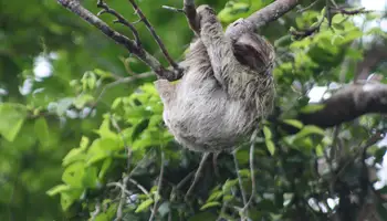 SAN JOSÉ/PN TORTUGUERO