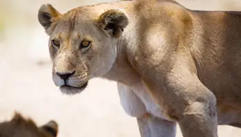 P N SERENGETI