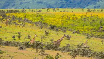 LAGO EYASI/ÁREA DE NGORONGORO