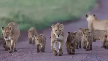 CRÁTER DEL NGORONGORO