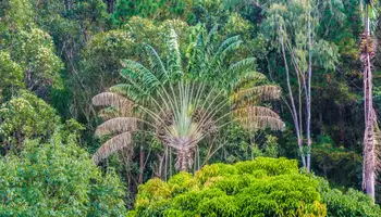 ANTANANARIVO / P. N. ANDASIBE