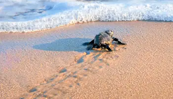 SAN JOSÉ/PN TORTUGUERO