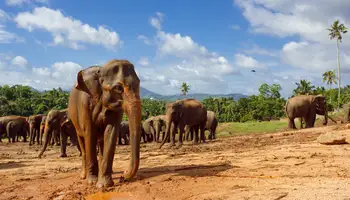 KANDY/PINNAWELA/KANDY