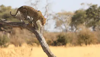 CATARATAS VICTORIA/P. N. CHOBE/CATARATAS VICTORIA