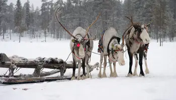 SALLA: TRINEO DE RENOS Y ALMUERZO EN KOTA