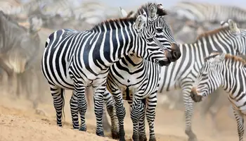 P. N. SERENGETI / R. N. MASAI MARA