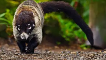PLAYAS DE GUANACASTE/PN MANUEL ANTONIO