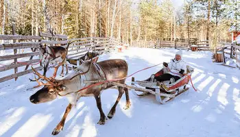 RUKA: SAFARI DE ANIMALES ÁRTICOS: HUSKIES Y RENOS