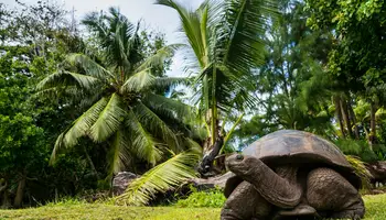 ISLA DE ST ANNE/CURIEUSE