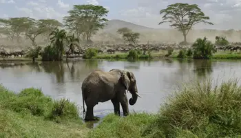 P. N. SERENGETI / KARATU