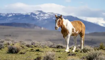 USHUAIA / EL CALAFATE
