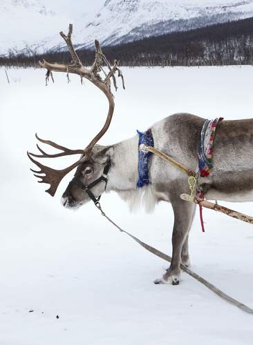 Especial Puente de Diciembre en Ruka: Ruka Salonki