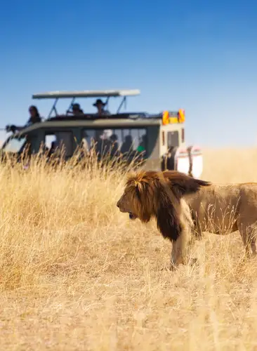 Safari