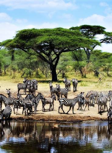 Marafiki Romántico y Zanzíbar