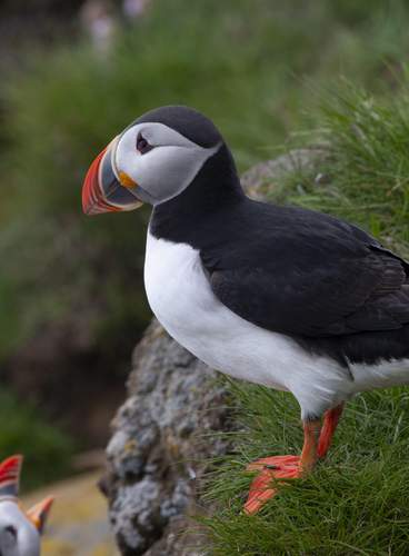 Islandia Esencial, Entre Volcanes y Glaciares
