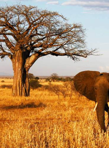 Especial Semana Santa: Tanzania, Safari Marafiki
