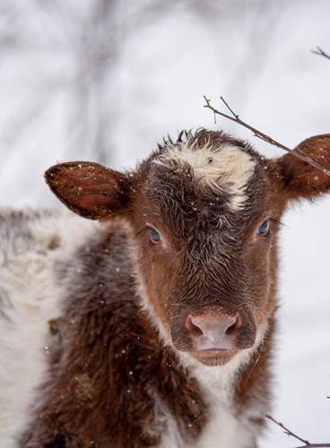 Inverno no Este do Canadá