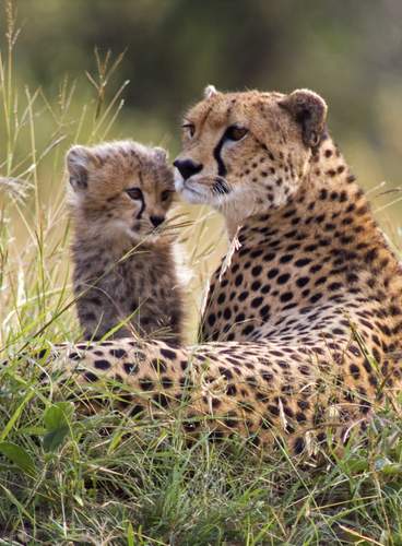 Sudáfrica: Experiencia de Lujo en Sabi Sabi Collection