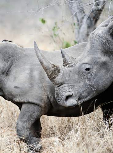 Triángulo de Kenia y Mauricio