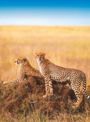 Tanzania, Safari Marafiki Especial Navidad y Fin de Año