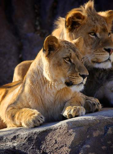 Especial Simba