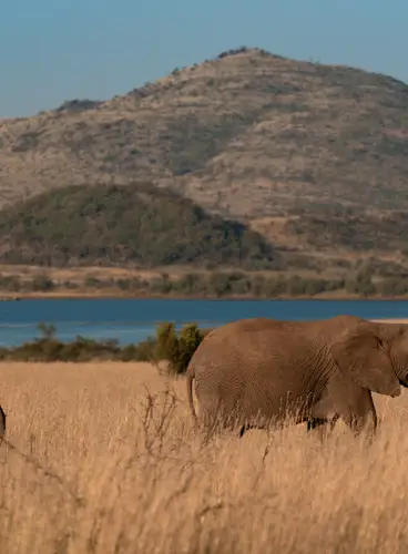 Sudáfrica: Safari en Pilanesberg y Ciudad del Cabo Especial Semana Santa