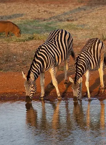 Triángulo de Kenia y Seychelles