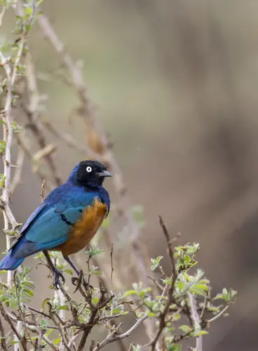 Kenia a Vista de Pájaro