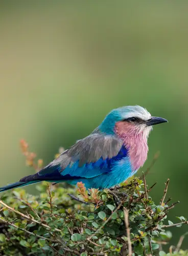 Tanzania a Vista de Pájaro