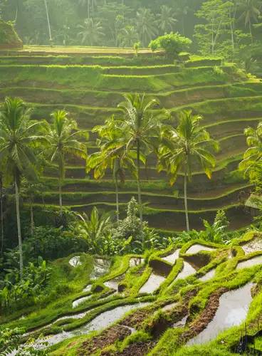 Bali Especial Puente de Diciembre
