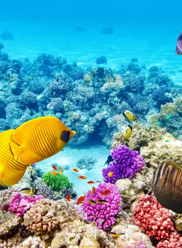 Australia y Nueva Zelanda